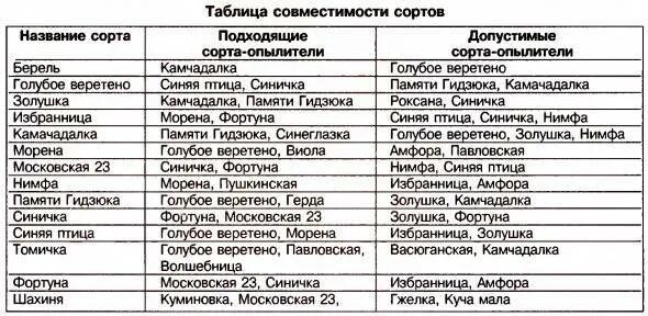 Жимолость опылитель нужен. Жимолость опылители таблица сорта и опылители. Жимолость опыление сорта таблица. Таблица сортов жимолости. Жимолость опылители таблица съедобная.