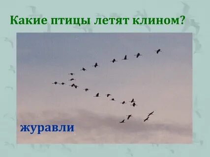 Перелетная птица минус