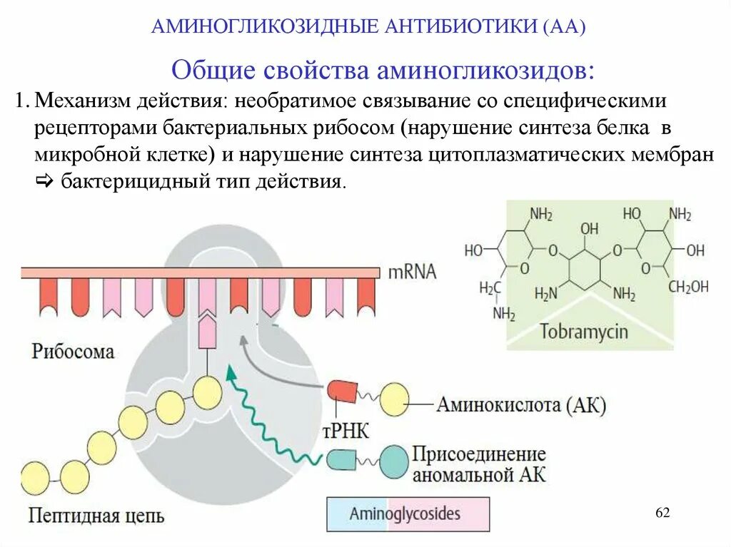 Механизм действия антибиотиков нарушающих Синтез белка. Механизм действия антибиотиков аминогликозидов. Аминогликозиды антибиотики механизм действия. Механизм действия антибиотиков нарушающих Синтез клеточной стенки. Синтез белка в бактериальной клетке