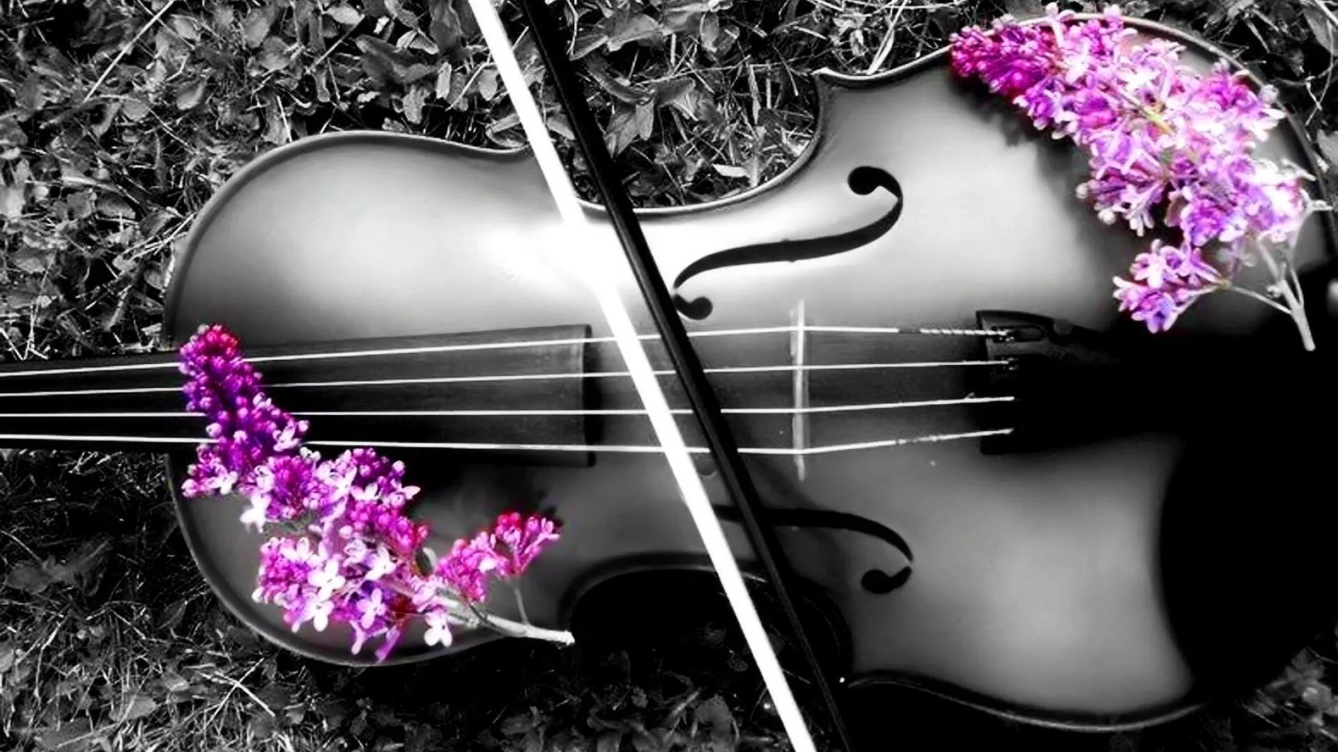 Скрипка. Красивая скрипка. Скрипка и цветы. Скрипка картинка. Скрипка без слов слушать