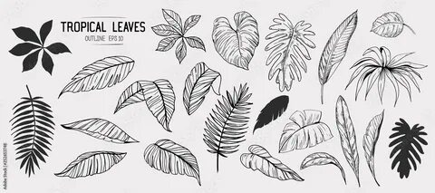 They leaves
