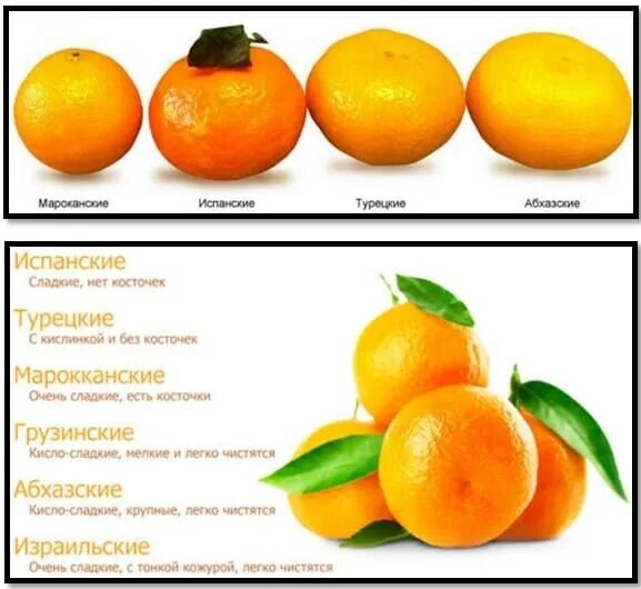 Средний размер мандарина. Виды мандаринов. Мандарины разновидности. Сорта мандаринов. Разные названия мандаринов.