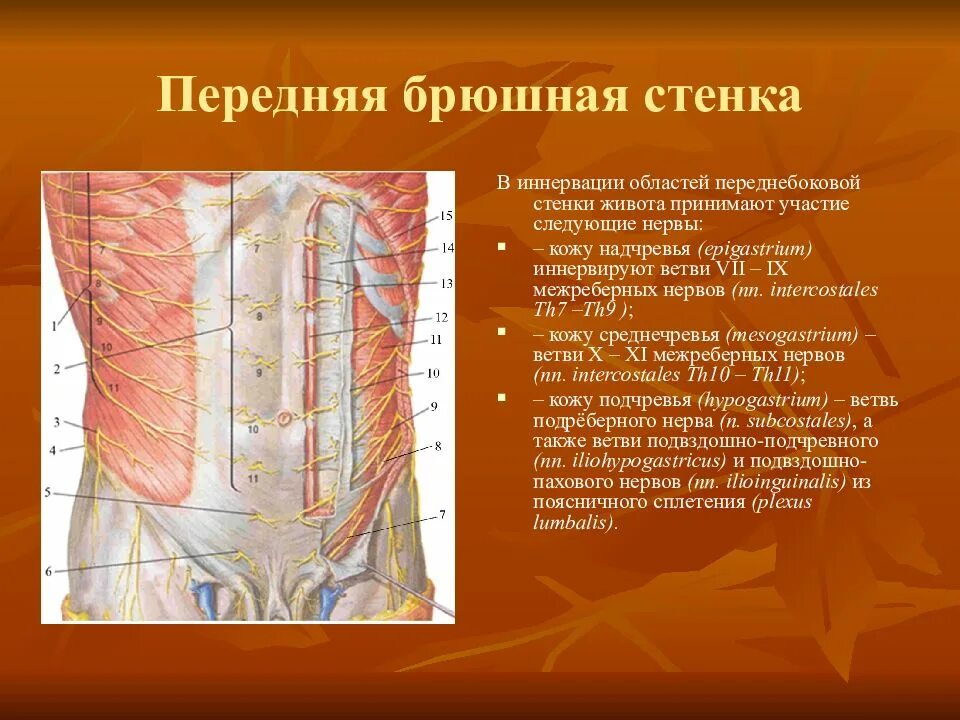 Стенка анатомия. Переднебоковая брюшная стенка топографическая анатомия. Мышцы брюшной стенки топографическая анатомия. Иннервация передней брюшной стенки анатомия. Передняя брюшная стенка топографическая анатомия.