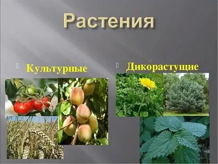 Культурные растения произрастают