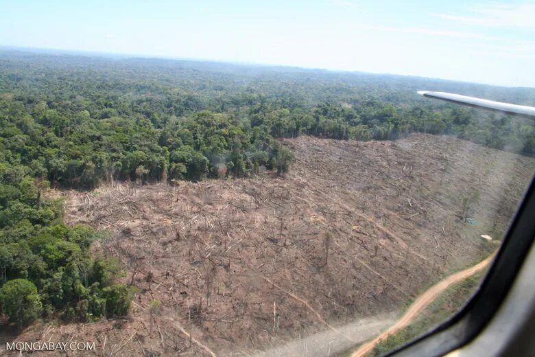 Clear cutting. Вырубка тропических лесов. Вырубка лесов Амазонии. Восстановление тропических лесов. Вырубка леса в Перу.