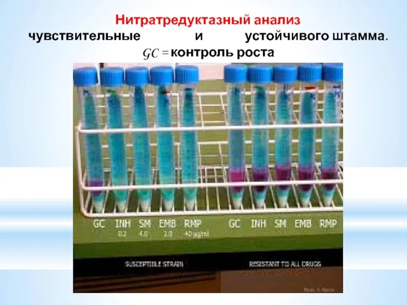 Тест на нитратредуктазную активность. Нитратредуктазный тест туберкулез. Нитратредуктазный комплекс. Анализ чувствительный и резистентный.