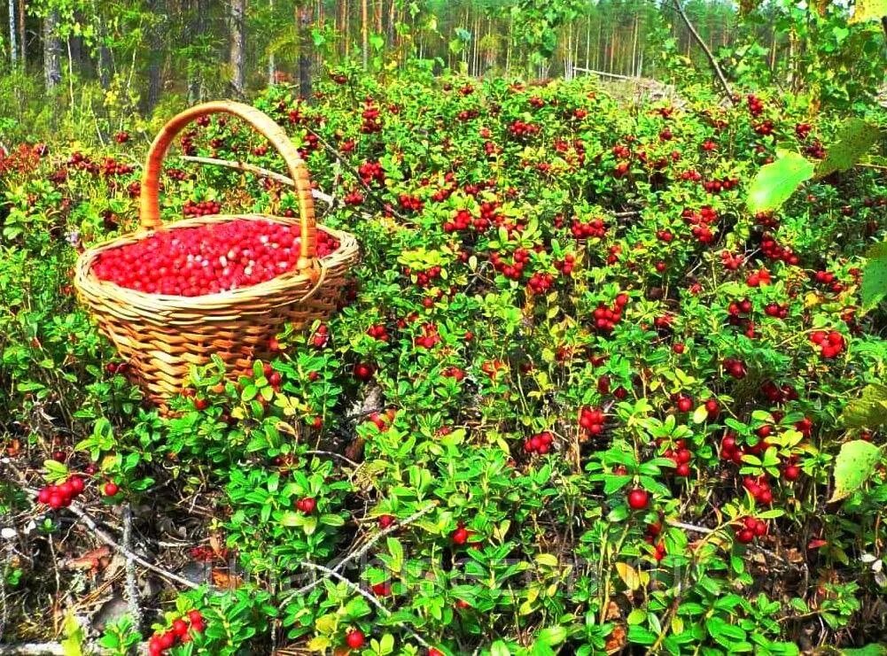 Лесные ягоды. Сбор ягод. Собирать ягоды. Ягоды растущие в лесу. Найди ягодка