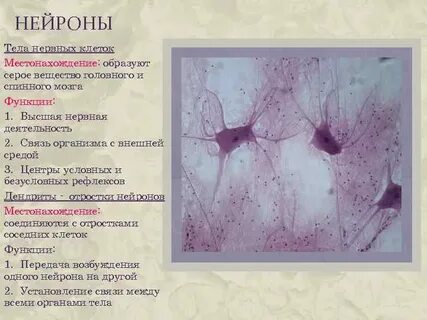 Тела нейронов серого вещества