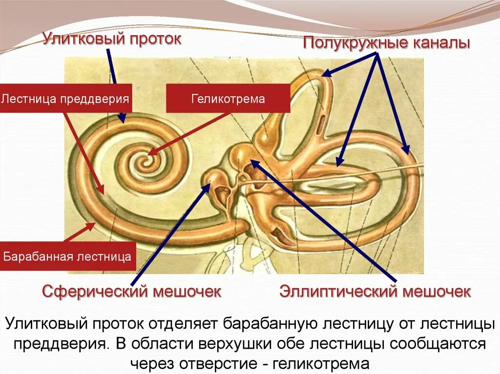 Улитковый перепончатый Лабиринт гистология. Орган слуха улитка полукружные каналы. Строение внутреннего уха гистология. Стенки улиткового протока. Внутреннее ухо кровообращение