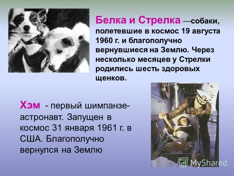 В каком году полетели собаки. Собаки полетевшие в космос белка и стрелка. Первая собака полетевшая в космос. Первые соки полетившие в космос. Белка и стрелка биография.