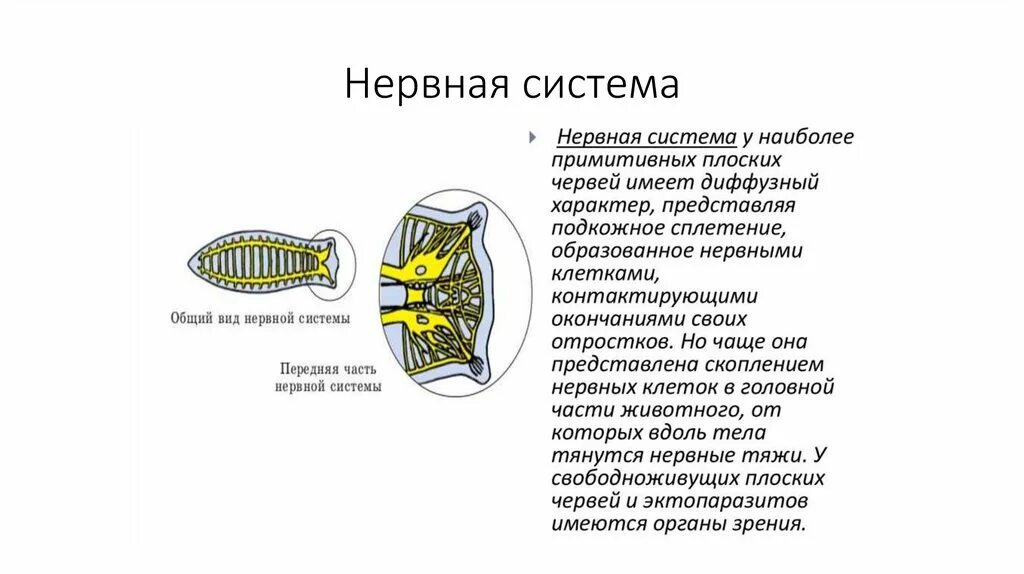 Тип плоские черви нервная система. Плоские черви нервная система система. Нервная система плоских червей. Нервная клетка плоских червей.