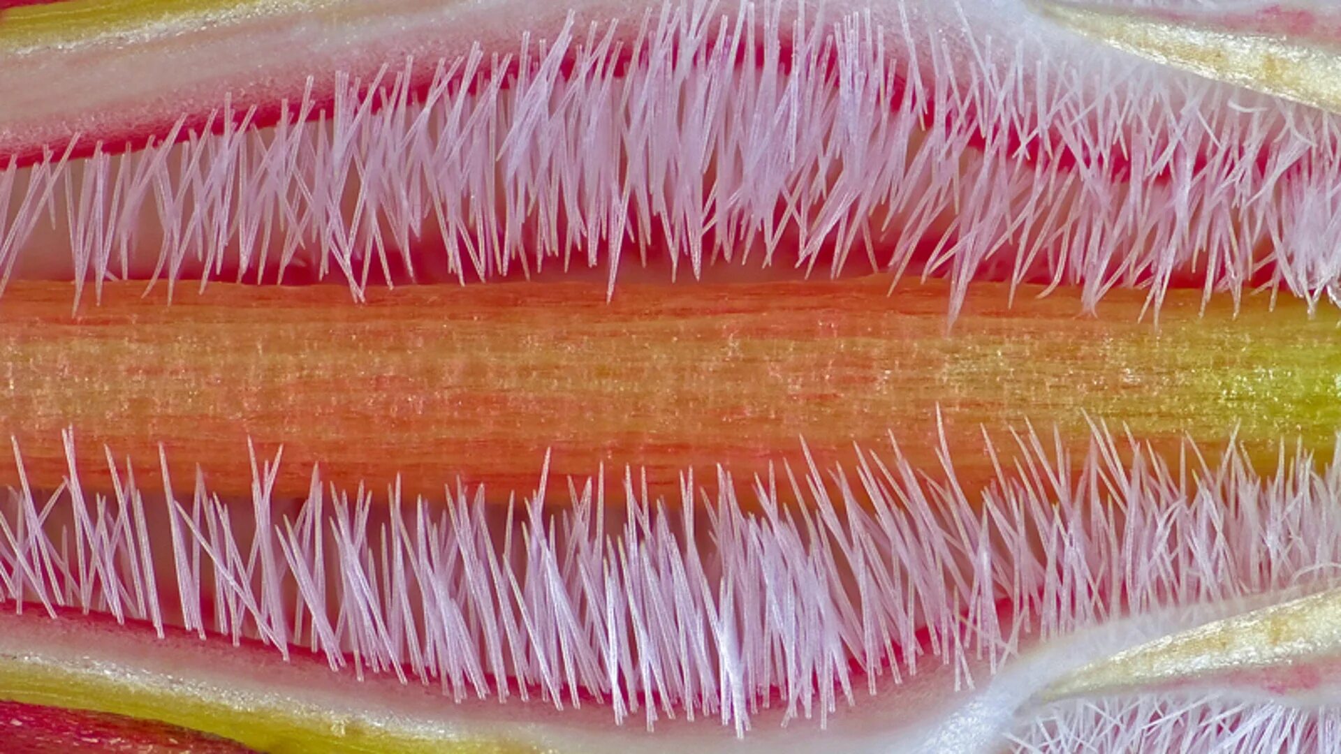 Nikon's Small World Contest 2012: Life as you've never seen it Fox News