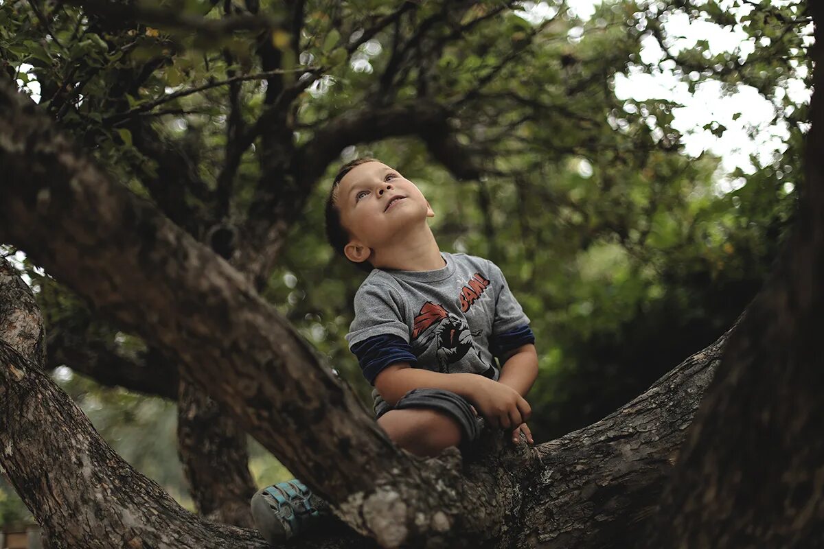 Дерево для детей. Мальчик на дереве. Дети лазят по деревьям. Лазать по деревьям.