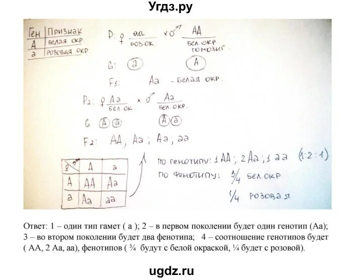 Задачи по генетике 10 класс с решениями. Решение генетических задач 9 класс биология. Биология 9 класс генетика решение задач. Задачи по генетике 9 класс биология с решением. Биология 9 класс решение генетических задач с ответами.