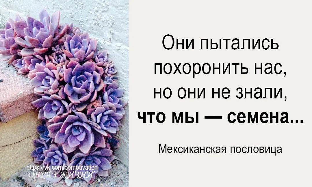 Я хочу быть погребенным в пышных. Они пытались похоронить нас но они. ОНР пытались нас похоронить. Они пытались похоронить нас но не знали что мы семена. Они пытались похоронить нас но они не знали что мы семена картинки.