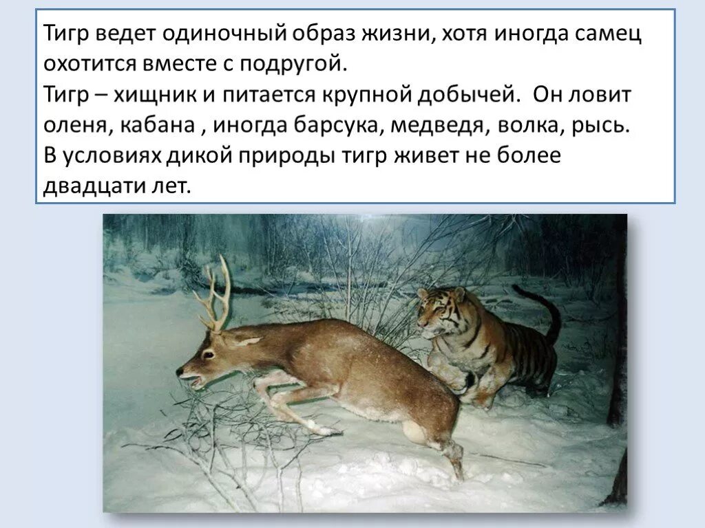 Какое животное ведет одиночный образ. Одиночный образ жизни характерен. Ведут одиночный образ жизни. Олень и кабан Продолжительность жизни. Тигр является примером одиночного образа жизни.