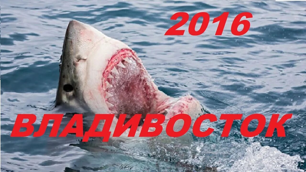 Акулы во владивостоке. Во Владивостоке есть акулы. Белая акула Владивосток.