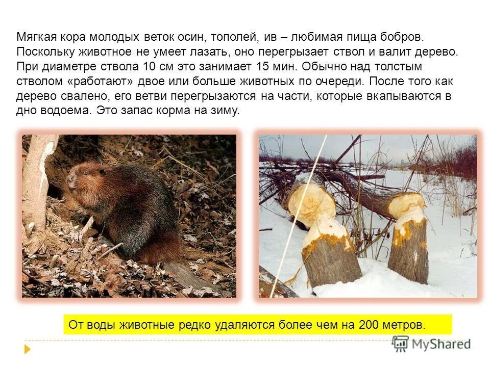 деревья поваленные бобрами. трудолюбивые бобры осины валят.