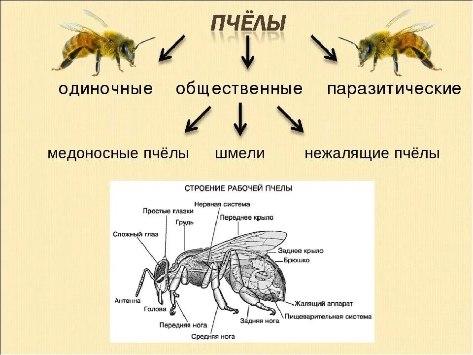 Пчелы и шмели тип взаимоотношений. Классификация пчел. Медоносные пчёлы с полным превращением. Строение медоносной пчелы схема. Жизненный цикл медоносной пчелы с описанием.