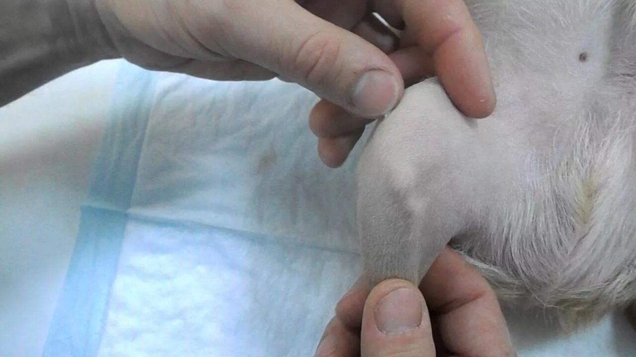 Медиальный вывих коленной чашки. Медиальный вывих коленной чашечки у собак операция. Медиальные вывихи у собаки. Медиальный вывих надколенника. Медиальные вывихи у собаки.