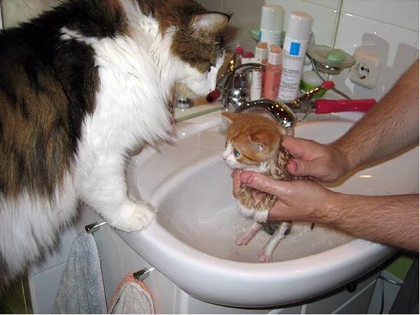 Существа которые умываются кровью. Кота моют. животные которые умываются кровью. почему кошки умываются. чистый кот.