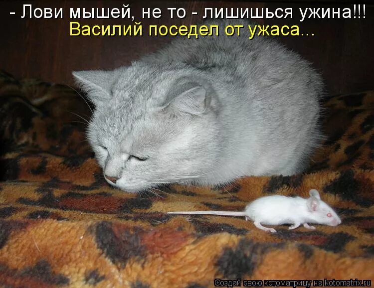 Котоматрица лучшие за прошлую. Сама себя еле еле из квартиры. Дать леща. Папа когда ты поймал самого большого леща. Наглость.