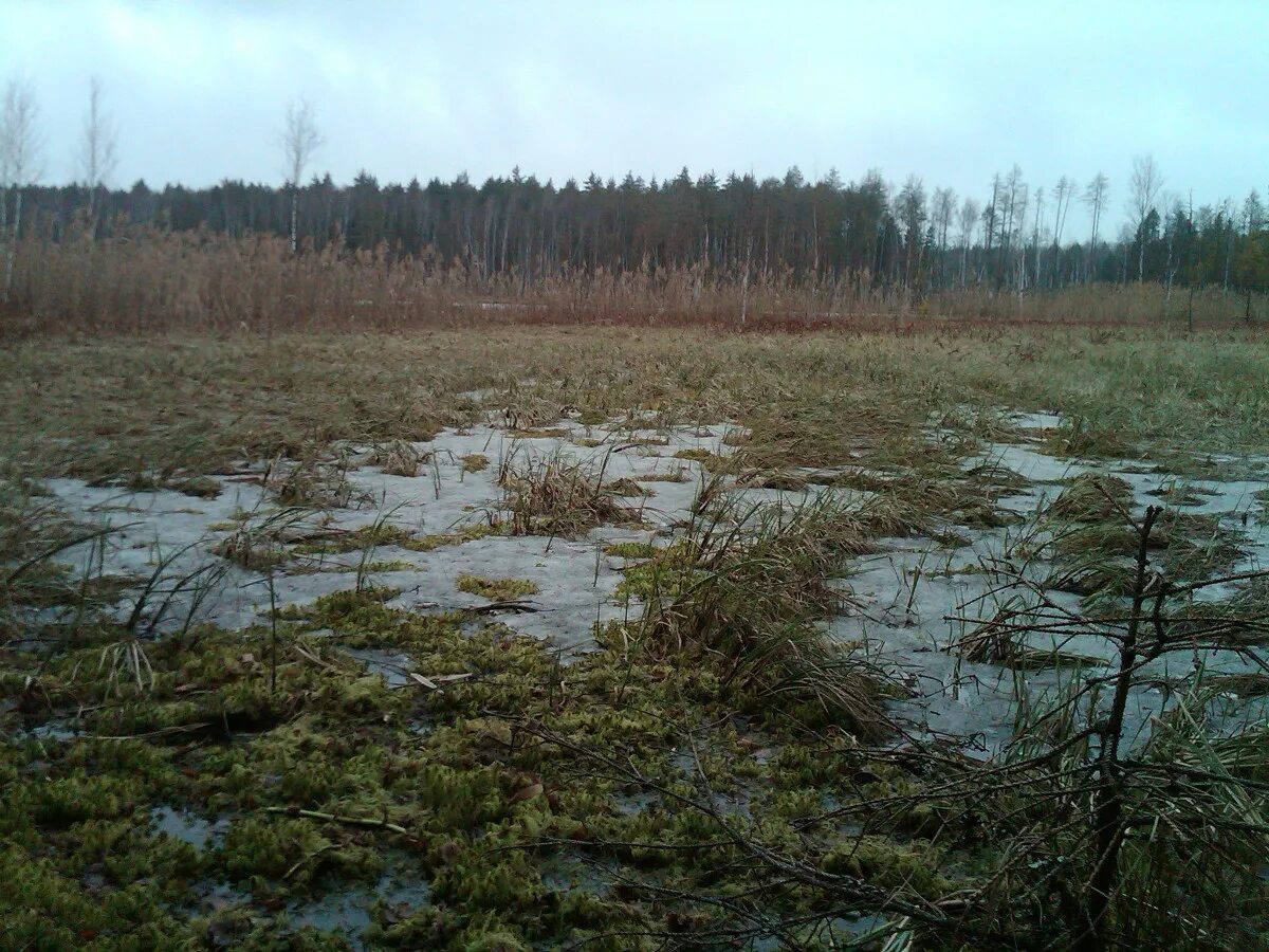 Болото опасность. Торфяные болота Подмосковья. Болото в Подмосковье. Озеро Шишовское. Озёра-старицы в болото.