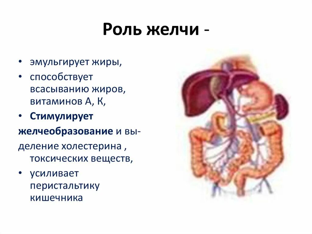Эмульгирование жиров желчью печени. Роль желчных кислот в процессе всасывания. под влиянием желчи всасываются. роль желчи. желчь печени эмульгирует жиры.