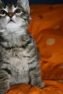 Кличка для полосатого котенка мальчика