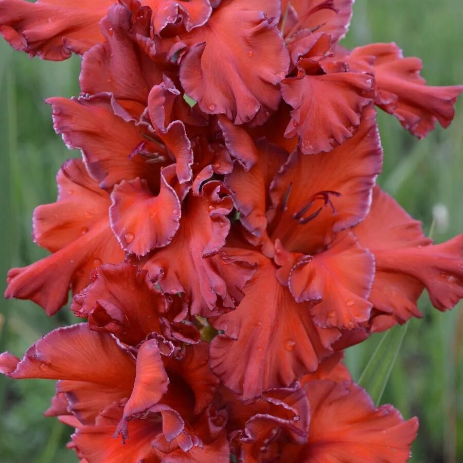 Гладиолусы улыбка. Гладиолус Сочи (Gladiolus Sotsji).