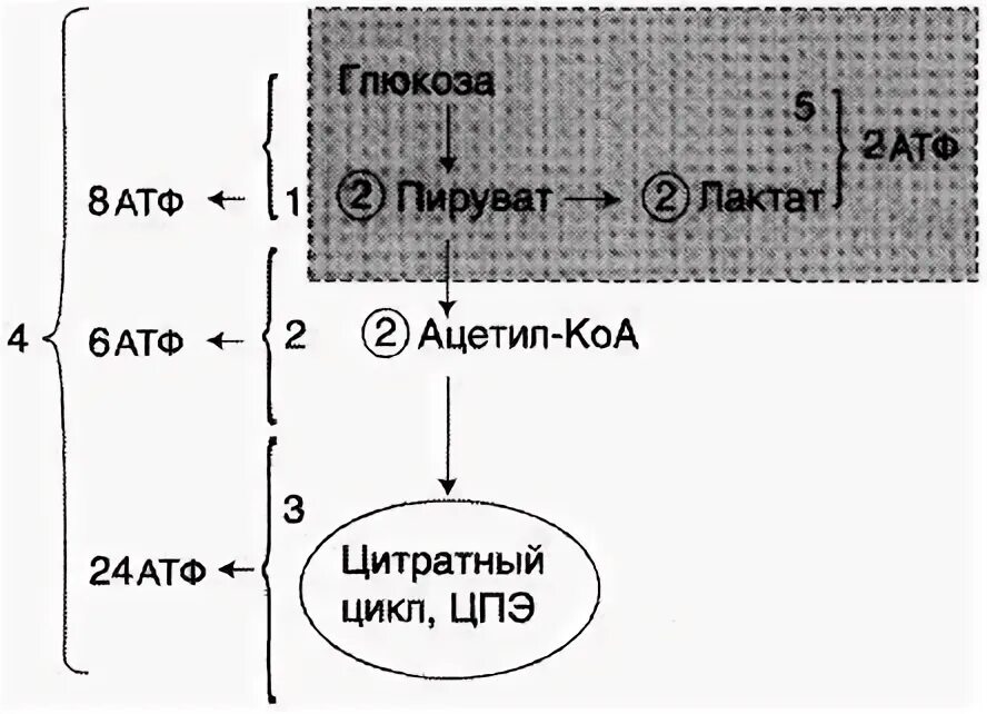 Пируват атф. Глюкозы до лактата АТФ. Аэробное окисление глюкозо-6-фосфата. Глюкоза + АТФ. Пируват в лактат.