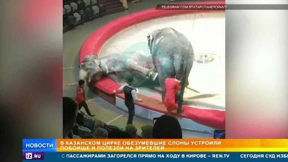Цирк выступающий то тут то там. Казань цирк слоны подрались. слоны подрались в казанском цирке. драка слонов в цирке в казани. драка слонов в казанском цирке.