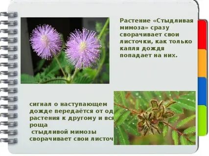 Прикасаться к растению