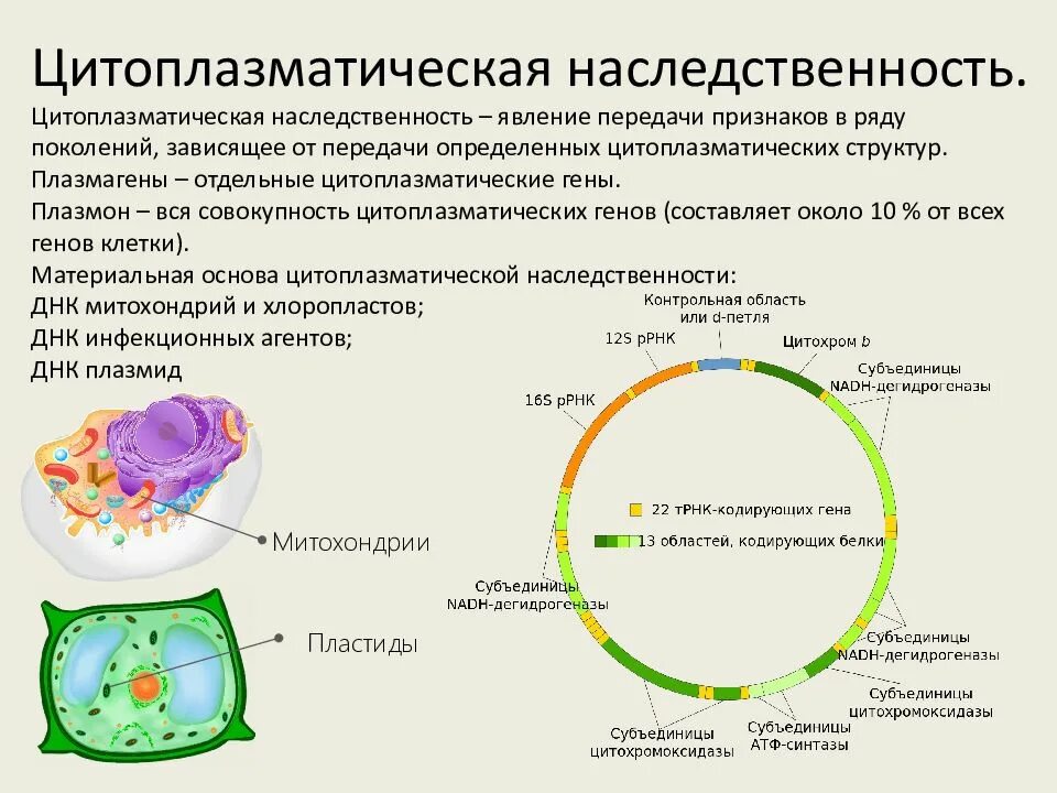 Информация о наследственных признаках. Цитоплазматическая наследственность плазмиды. Понятие о цитоплазматической наследственности. Цитоплазматические наследственные это. Роль симбионтов клетки в цитоплазматической наследственности.