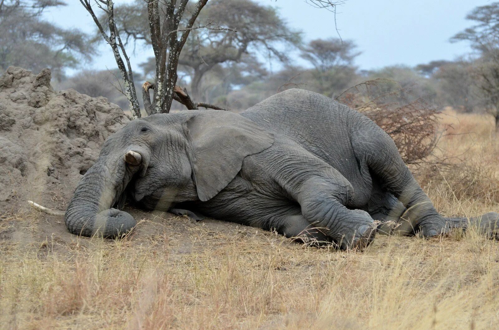 Слон лежит. Слоны спят. Лежачий слон. Elephants time