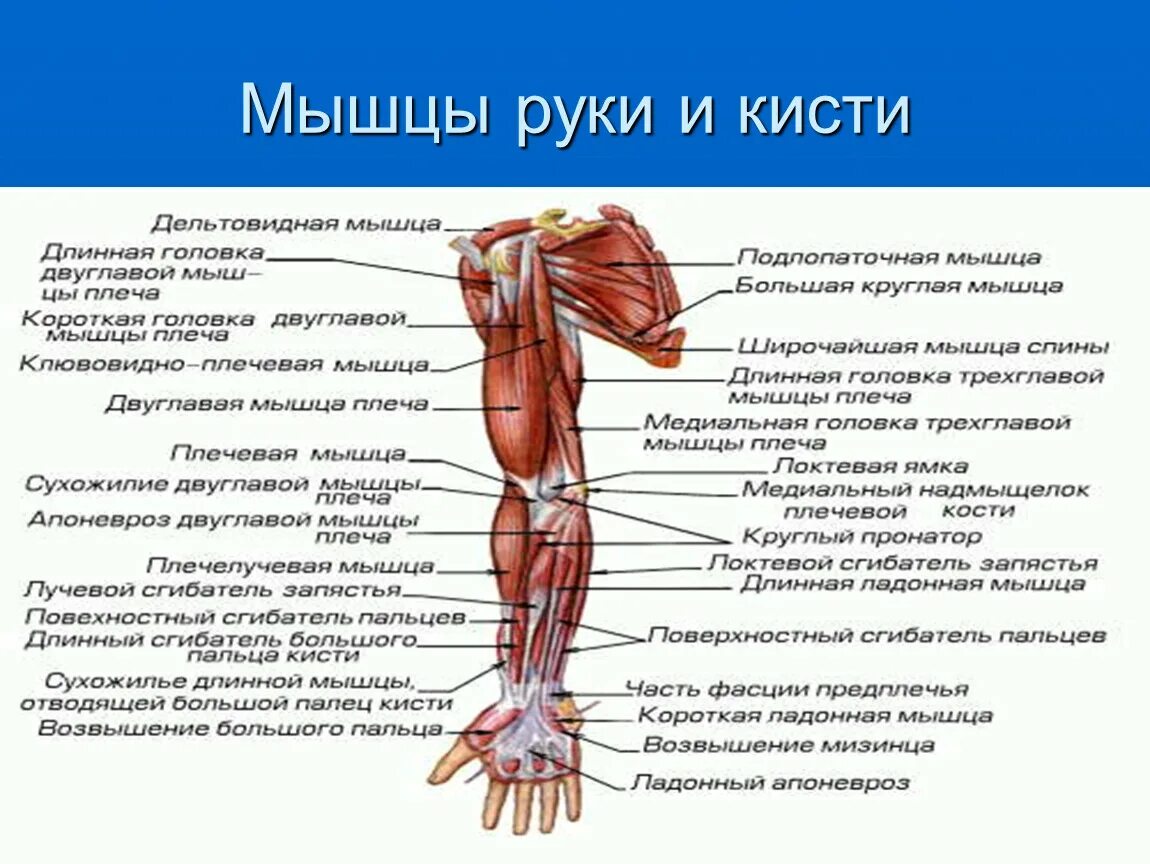 Мышца руки: название мышц, функция. Мышцы руки и плеча схема. Мышцы руки анатомия. Строение мышц руки человека.