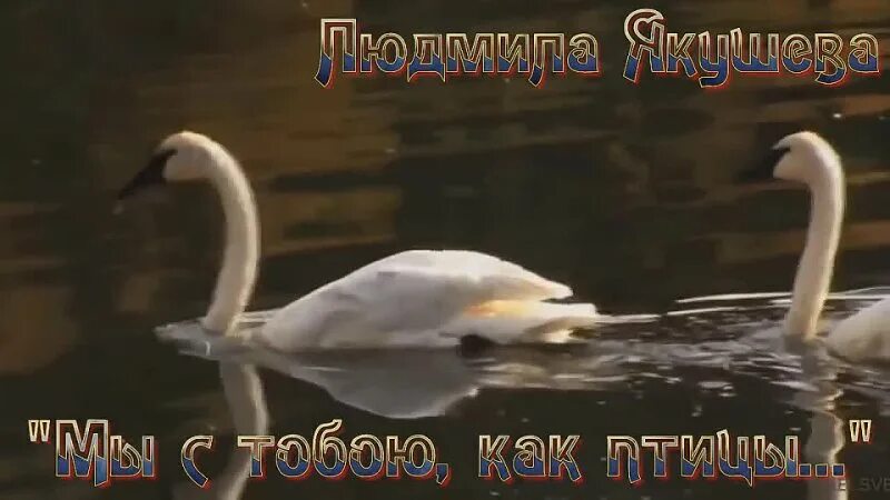 Людмила якушева прости меня мама. Людмила якушева прости меня мама. Людмила якушева голубева. Поет людмила якушева голубева. Песня мы с тобой как птицы людмила якушева.