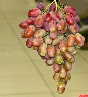 Виноград новые