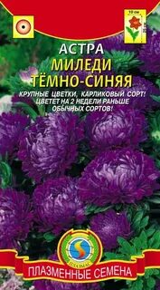 Низкорослые сорта астры название