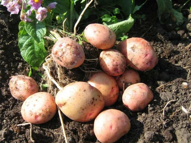 Лучший ранний картофель. Картофель семенной жуковский ранний. сорт картофеля жуковская ранний. картофель жуковский (синеглазка). сорт картофеля жуковский.