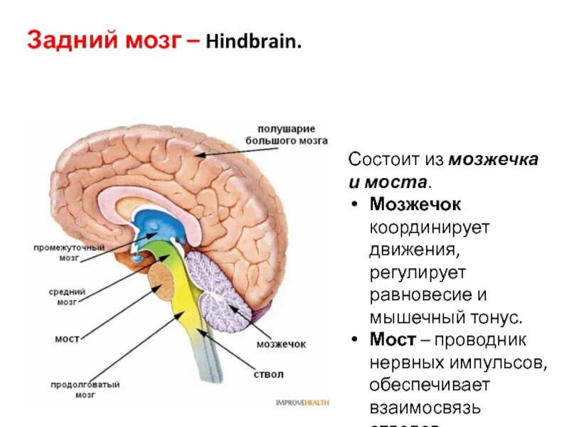 Задний головной мозг включает отделы