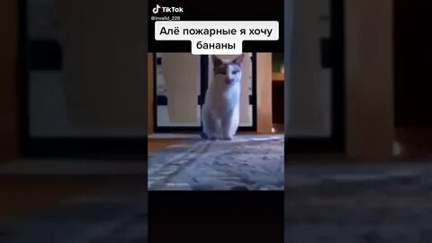 Кот говорит алло мем