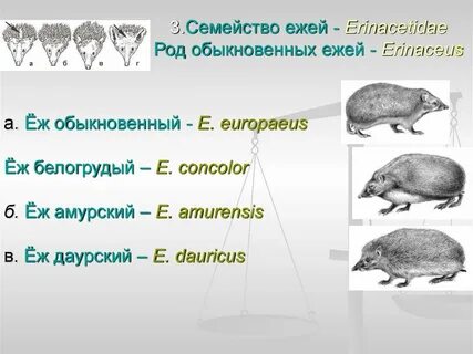 Строение ежа