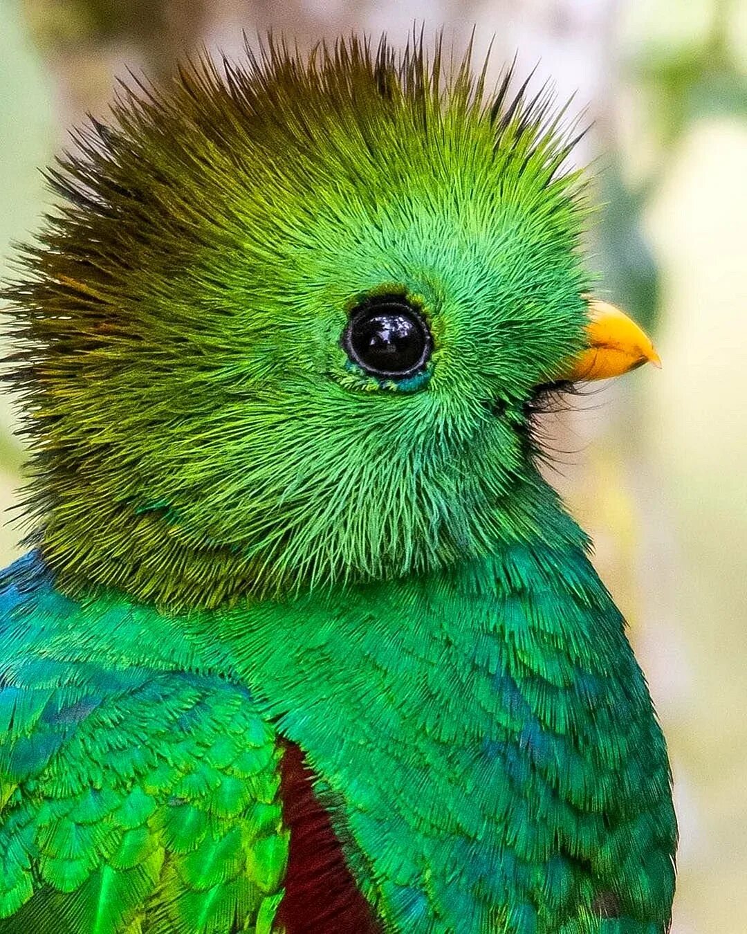 Какие бывают зеленые. Гваделупский Квезаль. Квезаль птица. Птичка зеленая Квезаль. Квезаль птенцы.