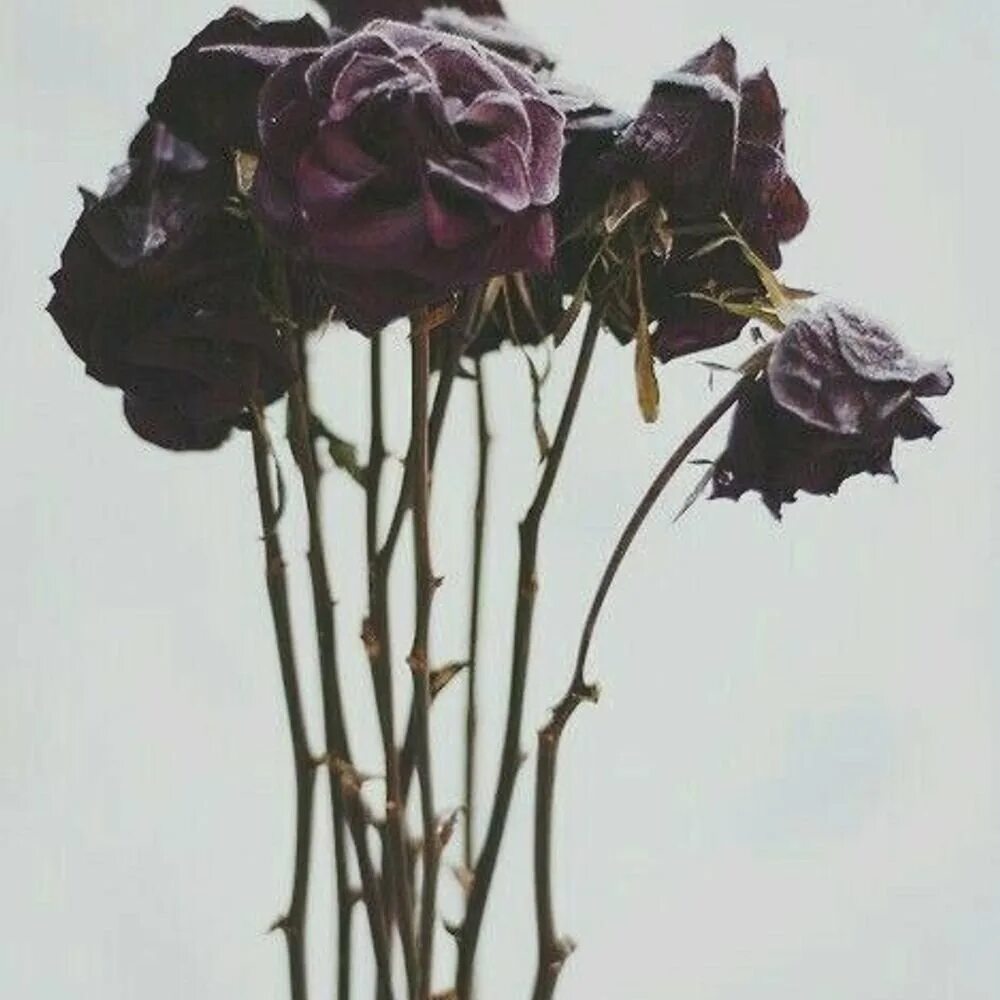 Розы быстро вянут в вазе. Сухоцветы Блэк баккара.