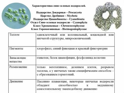 Характеристика одноклеточных водорослей 7 класс