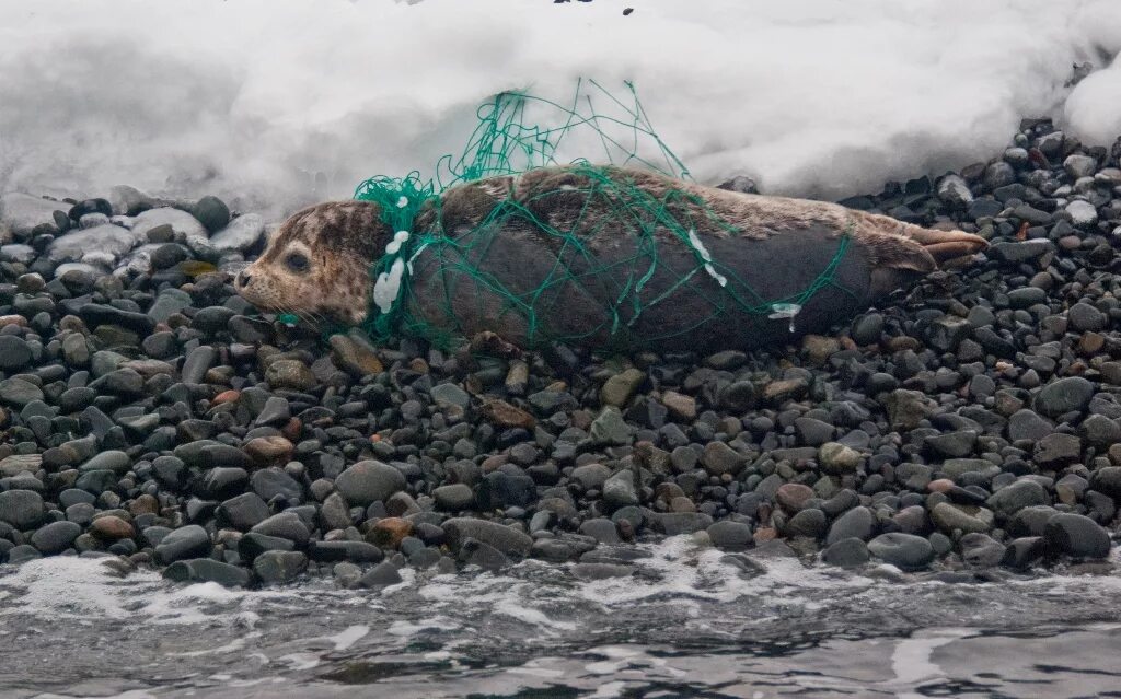 В воде гибнут. Гибель морских животных от загрязнения. Морские обитатели в мусоре.