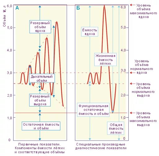 параметры вентиляции легких физиология. легкие объем резервный выдох. жизненная емкость легких дыхательный объем. объем максимального выдоха. объем максимального выдоха.
