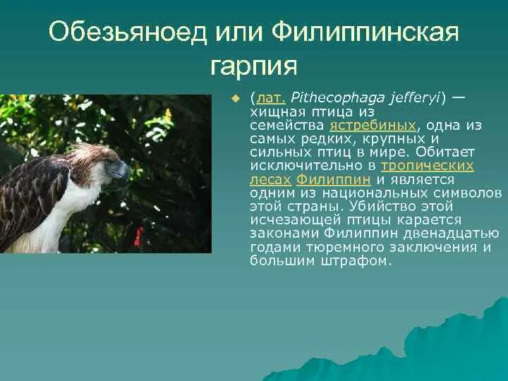 Класс птицы инфоурок биология. Класс птицы 7 класс биология конспект кратко. Презентация птицы 8 класс биология. Класс птицы огэ. Строение птицы 7 класс биология.