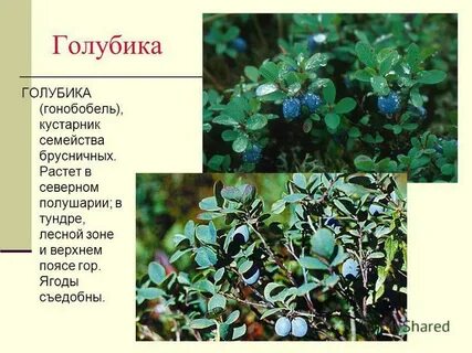 Голубике нужна пара